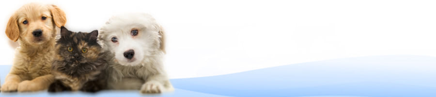 ̐I炪ЉybgƂ̕炵yObY